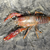 Crawdad Creek